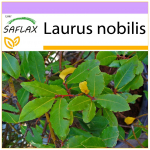 SAFLAX &ndash; loorberipuu &ndash; 6 seemet &ndash; Laurus nobilis
