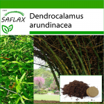 SAFLAX &ndash; okasbambus &ndash; 50 seemet &ndash; Potisubstraadiga paremaks kasvatamiseks &ndash; Dendrocalamus arundinacea