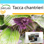 SAFLAX &ndash; kinkekomplekt &ndash; Must nahkhiirelill &ndash; 10 seemet &ndash; Koos kinkekarbi, kaardi, etiketi ja potisubstraadiga &ndash; Tacca chantrieri