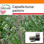 SAFLAX - Aed kotis - Sheperdi rahakott - 1000 seemet - Substraadiga sobivas p&uuml;stises kotis - Capsella bursa-pastoris