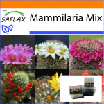 SAFLAX - Aed kotis - Mammillaire Mix - 40 seemet - Substraadiga sobivas p&uuml;stijas kotis - Mammilaria Mix