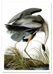 Plakat vintage czapla szara heron 30x40 cm