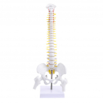 Inimese 45 cm pikkune anatoomiline selgroog koos painduva vaagnamudeliga meditsiinilise &otilde;ppe abi anatoomia