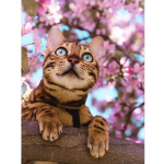 5D DIY Teemantmaaling Kass Mosaiik Rhinestones Teemanttikandid 20X30CM