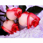 5D DIY Teemantmaal Punase Roosi Tikand Mosaiik Ristpistes Rhinestone Decor 20X30CM