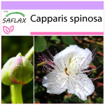 SAFLAX &ndash; Kapparitaim &ndash; 25 seemet &ndash; Capparis spinosa