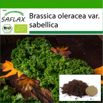 SAFLAX &ndash; Mahe &ndash; Lehtkapsas &ndash; Westland Winter &ndash; 70 seemet &ndash; Potisubstraadiga paremaks kasvatamiseks &ndash; Brassica oleracea