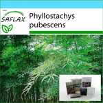 SAFLAX &ndash; kinkekomplekt &ndash; Moso Bamboo &ndash; 20 seemet &ndash; Koos kinkekarbi, kaardi, etiketi ja potisubstraadiga &ndash; Phyllostachys pubescens