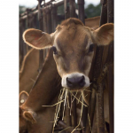 Lehma isetegemine 5D teemantmaal t&auml;isring puur Loom Teemanttikandid Ristpistes mosaiikkomplektid Seinakunst Kodukaunistus Full Round 20x30CM