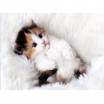 5D DIY Teemantmaaling Kasside Teemanttikandid Loomade Farmi Ristpistes T&auml;isringi puur Mosaiik Rhinestones Kodukaunistuse Seinakingitus Full Round 20x30CM