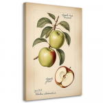 L&otilde;uenditr&uuml;kk, Fruit Vintage Apple 40x60 beež