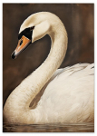 Plakat biały łabędź obraz 30x40 cm