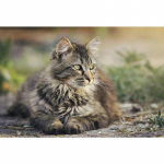 Teemantmaal T&auml;ispuurkass Broderie Teemantmosaiik Loomade ristpistes 20X30CM