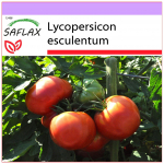 SAFLAX - Tomat - Rose de Berne - 10 seemet - Lycopersicon esculentum