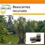 SAFLAX - Aed kotis - Ponytail Palm - 10 seemet - Substraadiga sobivas p&uuml;stijas kotis - Beaucarnea recurvata