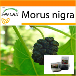 SAFLAX - Aed kotis - Must mooruspuu - 200 seemet - Substraadiga sobivas p&uuml;stijas kotis - Morus nigra