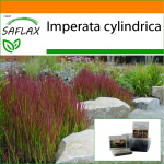 SAFLAX - Aed kotis - Cogongrass - 50 seemet - Substraadiga sobivas p&uuml;stijas kotis - Imperata cylindrica