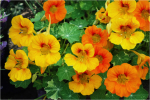 15 Dwarf Nasturtium Seeds - aialillede s&otilde;ber k&ouml;&ouml;giviljaaed - paljundatavad talupojaseemned - Semiwild
