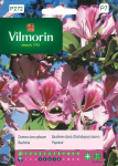 Orhideepuu seemned 6g - VILMORIN