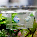 Akvaariumi kalatank Guppy kahekordne aretuskasvataja kasvatamine p&uuml;&uuml;niskasti haudejaam