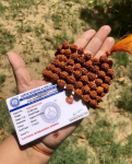 LABORISERTIFITSEERITUD 108+1 helmega India p&auml;ritolu Rudraksha Mala 5 mukhi 5 n&auml;oga, Suured helmed 10mm 45-48 tolli, Lord Shiva palvehelmed Jaap Mala Jooga Palve One Size