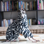 Whippet Itaalia hurt R&otilde;ivad Fliisist Pidžaamad Jope S&uuml;gis Talv Soe Pl&uuml;&uuml;sist K&otilde;rge kaelusega Jakk Lemmiklooma Koera R&otilde;ivad Moodne Kampsun (as the picture,S) black