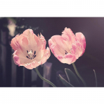 T&auml;ispuur iseteemantv&auml;rvimine p&auml;evalilled 5D tikandid lilled ristpistes 20X30CM