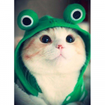 DIY 5D mosaiik k&auml;sitsi valmistatud teemantmaal Ristpistes teemanttikandid  Kassi  teemantkunsti maal Full Square (20X30CM)