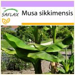 SAFLAX - Darjeeling Banana - 5 seemet - Musa sikkimensis