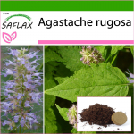 SAFLAX - Korea piparm&uuml;nt - 1200 seemet - Potisubstraadiga paremaks kasvatamiseks - Agastache rugosa