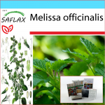 SAFLAX &ndash; kinkekomplekt &ndash; Sidrunmeliss &ndash; 150 seemet &ndash; Koos kinkekarbi, kaardi, etiketi ja potisubstraadiga &ndash; Melissa officinalis