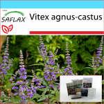 SAFLAX - Kingikomplekt - Mungapaprika - 30 seemet - Koos kinkekarbi, kaardi, etiketi ja potisubstraadiga - Vitex agnus-castus