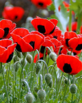 200 Ladybird Poppy Seeds - lilleaia taimed - paljundatavad talupojaseemned - SemiWild