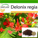 SAFLAX - Flamboyant - 6 seemet - Potisubstraadiga paremaks kasvatamiseks - Delonix regia