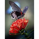 DIY 5D teemantmaaling liblikas teemanttikandid looma ristpiste komplekt t&auml;isringi puurmosaiik Kodukaunistuse komplekt Seinakunst Full Round 20x30CM