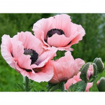 Isetegija moonist maastik 5D teemantmaal, t&auml;isring puur, mosaiik, maastik, teemanttikandid, lillede ristpistega j&otilde;ulukink Full Round 20x30CM