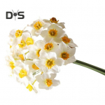 1 lillekimp V&auml;rskelt s&auml;iliv simulatsioonilill Kastmatu praktiline v&otilde;lts-nartsisslill t&ouml;&ouml;lauakaunistus valge