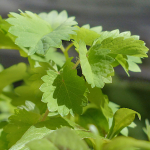 Biedrzeniec Aniis 1g &uuml;rdiseemneid aeda