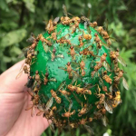 1 tk korduvkasutatav rippuv k&auml;rbsep&uuml;&uuml;nis, kleepuv kuul, kahjurit&otilde;rjevahend, mis ripub puudel kollane