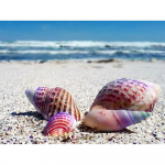 Teemantmaaling Scenery Sea Conch T&auml;is&uuml;mmargune teemanttikandid Maastiku muster Helmekujundus Dekoor 20X30CM