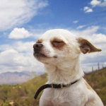 Teemantmaaling Teemantmaal T&auml;ispuurimise &uuml;mmargune teemanttikandid &Otilde;nnelik Chihuahua Koer Teemant 20x20CM