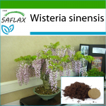 SAFLAX - Bonsai - Sinine Hiina Wisteria - 4 seemet - Potisubstraadiga paremaks kasvatamiseks - Wisteria sinensis