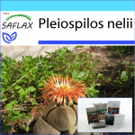 SAFLAX - Kingikomplekt - Elav graniit - 40 seemet - Koos kinkekarbi, kaardi, etiketi ja potisubstraadiga - Pleiospilos nelii