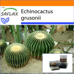 SAFLAX - Aed kotis - T&uuml;nnkaktus / &Auml;mma iste - 40 seemet - Substraadiga sobivas p&uuml;stises kotis - Echinocactus grusonii