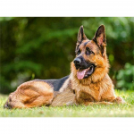 5D DIY Teemantmaal Loomade Koer Rhinestone Kunst Pilt Lambakoer Teemanttikandid Rhinestone Mosaiic Kodukaunistuse kinkekomplekt Full Round 20x30CM