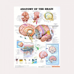 Anatoomilise lihass&uuml;steemi plakat Inimkeha anatoomia diagramm Meditsiiniline hariduslik l&otilde;uend koolide sisekujunduseks 20x30cm