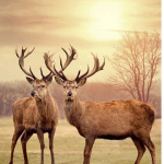 5D teemantmaali tikandid kingitus kaks hirve isetehtud k&auml;sit&ouml;&ouml; maalimine teemanttikandid teemant 30x30CM