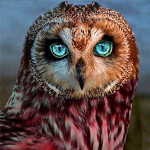 T&auml;isruut/&uuml;mmargune 5d teemantmaaling kala k&auml;sitsi valmistatud kingitus DIY teemanttikandid loomade mosaiik j&auml;rve seinakunsti komplektid Full Round 25x25CM punane