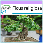 SAFLAX - Bonsai - Peepul Tree / P&uuml;ha viigipuu - 100 seemet - Ficus religiosa