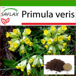 SAFLAX - Priimula - 100 seemet - Potisubstraadiga paremaks kasvatamiseks - Primula veris